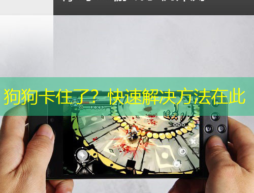 狗狗卡住了？快速解決方法在此