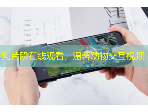 狗片段在線觀看，溫馨動物交互視頻